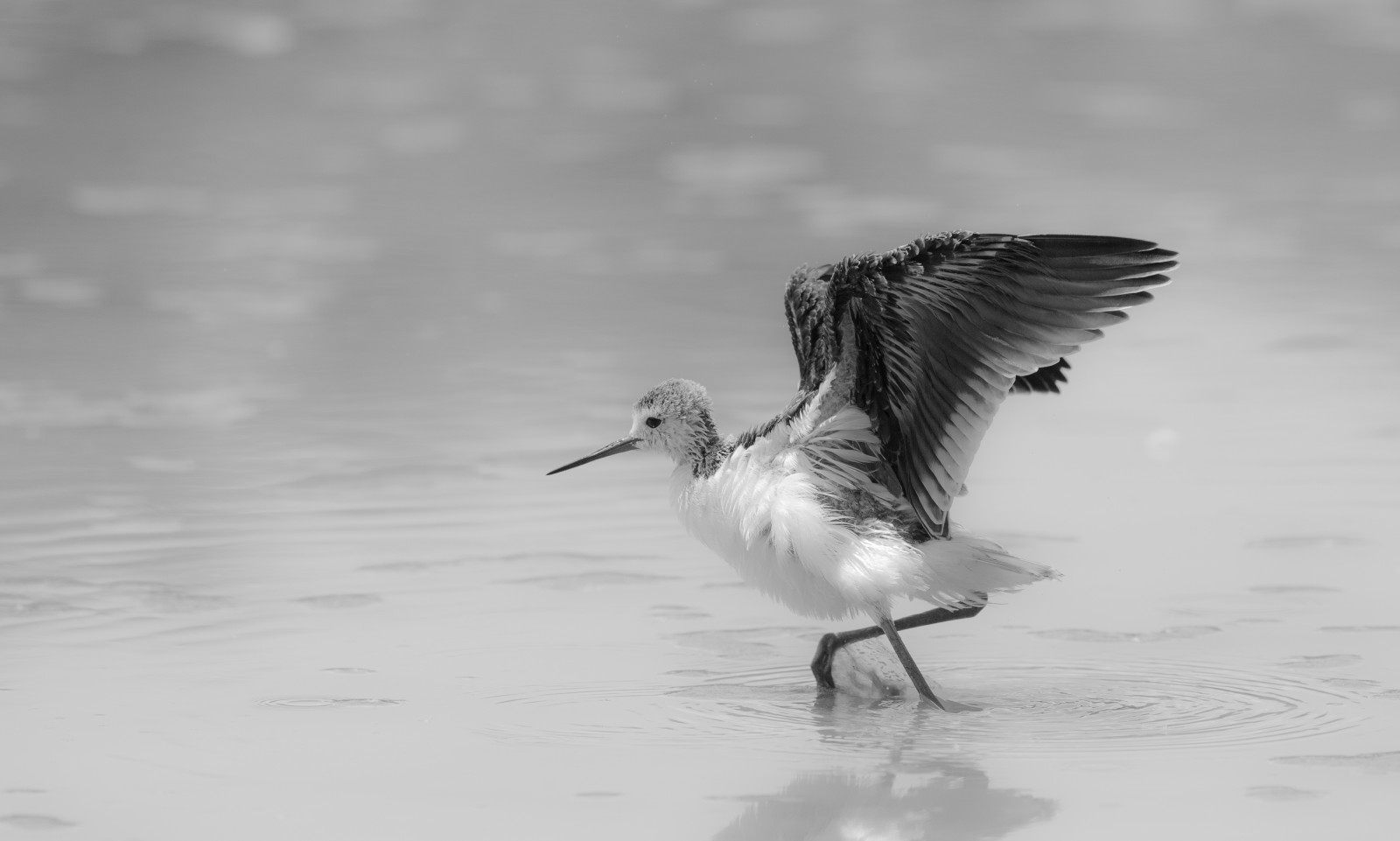 Wallpaper black and white, beak, monochrome photography, fauna