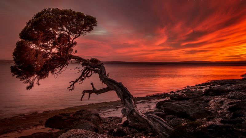 sunlight, trees, landscape, sunset, sea, lake sunlight, trees, landscape, sunset, sea, lake