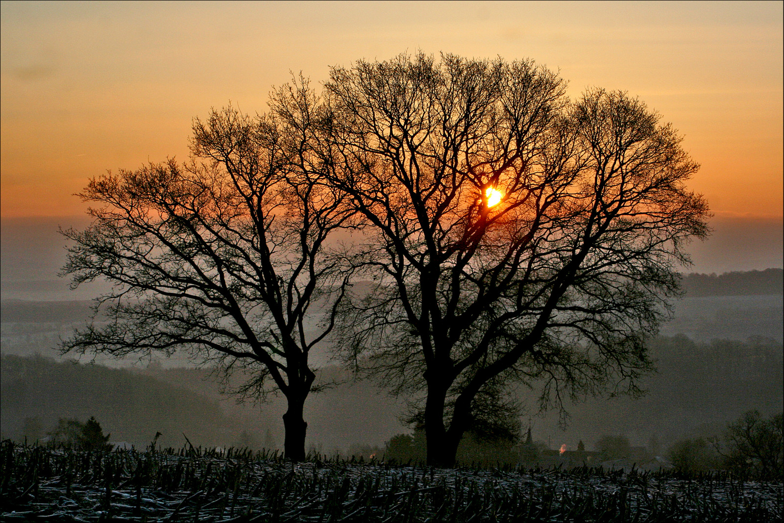 morgen, vinter, orange, tåge, træ, landskab, frost, Belgien, belgique, hiver, paysage, arbre, gel, betagende, brume, Matin, Wallonie, abigfave, anawesomeshot, impressedbeauty, treesubject, mycameraneverlies, theperfectphotographer, goldstaraward, breathtakinggoldaward, breathtakinghalloffame