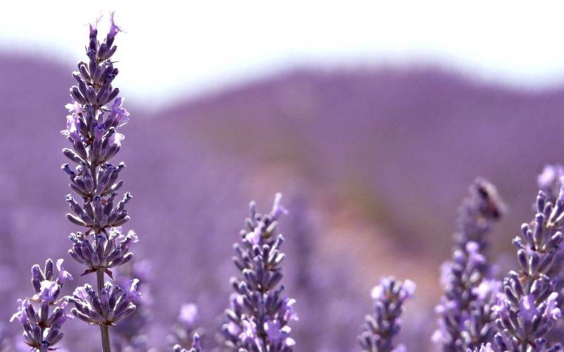 フラワーズ,植物,紫の,マクロ,ラベンダー,花