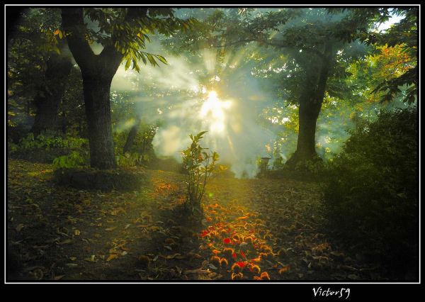 Italy,autumn,light,Halloween,nature,colors
