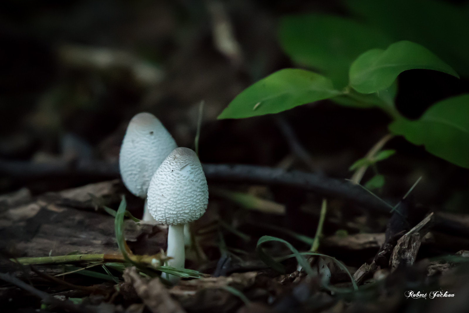 jaro, D750, Nikon, detailní, list, houby, mimo, dfw, houba, ogre1550, robertjackson, allen, barva, fotografování, bílý, nikon200500, Texas