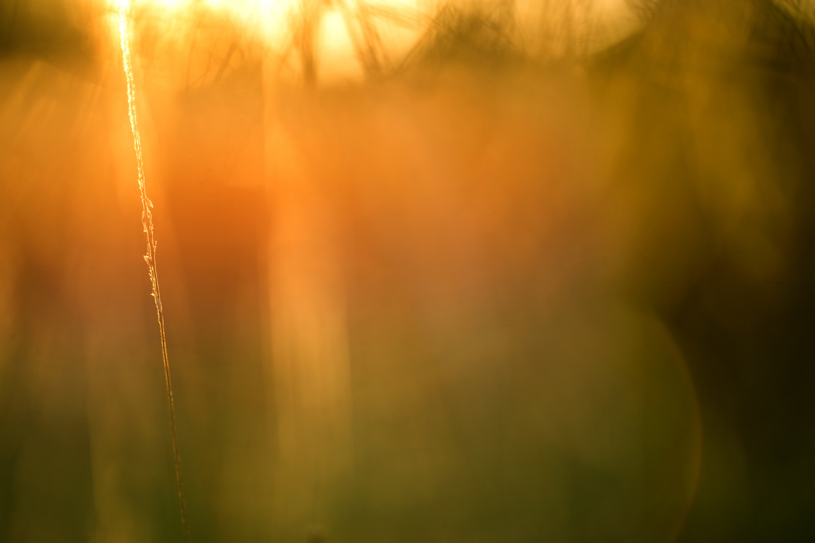 slunečnímu záření, západ slunce, Příroda, tráva, nebe, pole, fotografování, žlutý, večer, ráno, slunce, atmosféra, Nikon, podsvícení, bokeh, světlo, Zeiss, bokehlicious, carlzeiss, 135mmf2, Sonnar, D800, apo, ZF2, počítač tapeta, zblízka, makro fotografie, tráva rodina, závod stonek, vlhkost, smetanový, aposonnart2135, Pierrestachurska