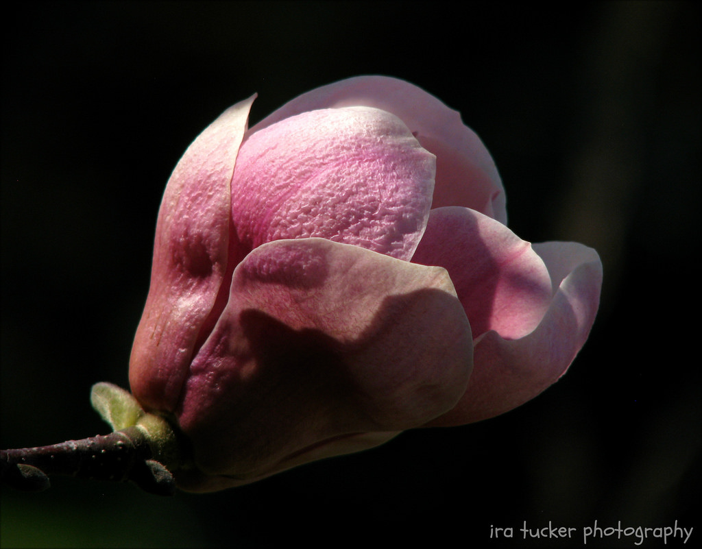 magnolia, saucermagnolia, makro, bokeh, textur, sileshår, raulstonarboretum, rosa, hppt