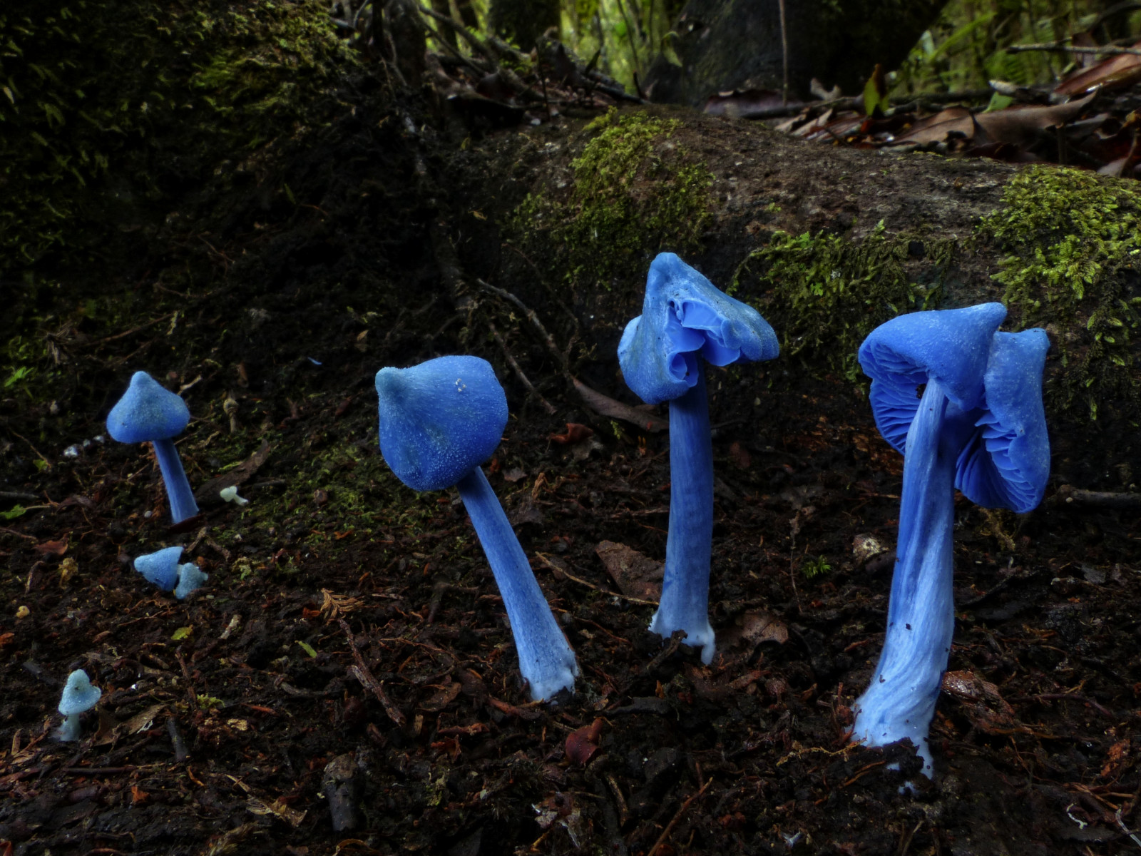 aotearoa, Nový Zéland, Newzealandwild, Příroda, Newzealandnature, divoký, západní pobřeží, divočina, Wildnewzealand, mykologie, houba, houby, modrý, muchomůrka, houba, muchomůrky, houby, Bluefungi, Entolomahochstetteri, Entolom, barva, barevný, barvy, Stevereekie, fotografování, Newzealandfotografie, Novýfotografiefotografie, Newzealandgeographic, národní geografie, greatnature, Wildaotearoa, krása, Krásná, ohromující, nádherný, Newzealandfungi, Newzealandfungus