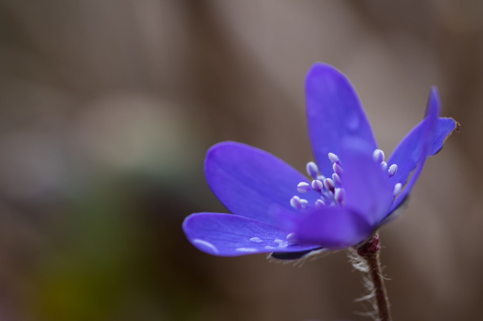 fotografování, nachový, modrý, květ, jaro, květ, rostlina, flóra, Blomma, Lund, botaniskatr dg rden, v r, Botanická zahrada, okvětní lístek, hepatica, blueanemone, bl sippa, divoká rostlina, suchozemská rostlina, kvetoucí rostlina, zblízka, makro fotografie, závod stonek