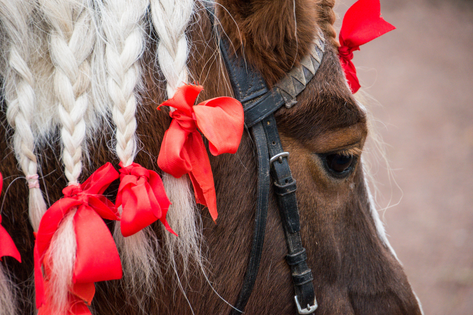 Červené, kůň, hrad, Vánoce, Švédsko, jaro, hlava, Sverige, květ, prosinec, sk nel n, se, julmarkand, bosj kloster, h r, bosj klosterslott, slott, orgán, zblízka, kůň jako savci