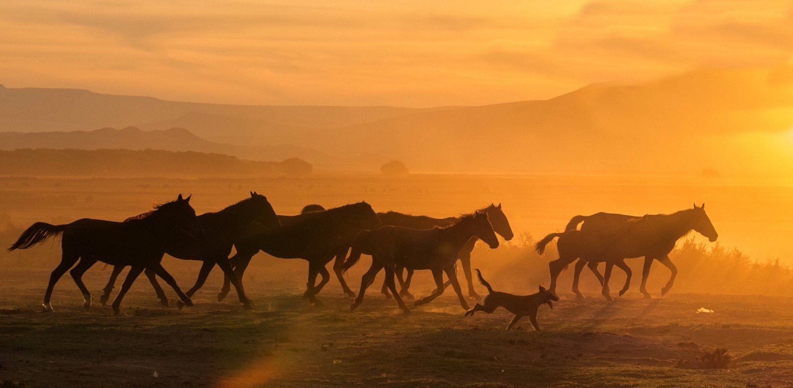luce del sole, paesaggio, animali, tramonto, cavallo, fotografia, Alba, sera, mattina, deserto, Sahara, steppa, prateria, cammello, mandria, pianura, prateria, ambiente naturale, fenomeno atmosferico, savana, landform Eolie, cavallo mustang, cammello arabo
