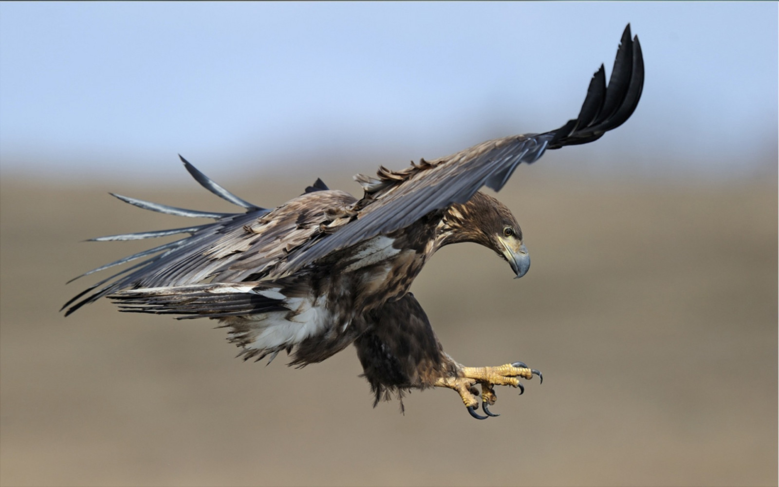 Wallpaper wildlife, bird of prey, bald eagle, kite, beak, Falcon
