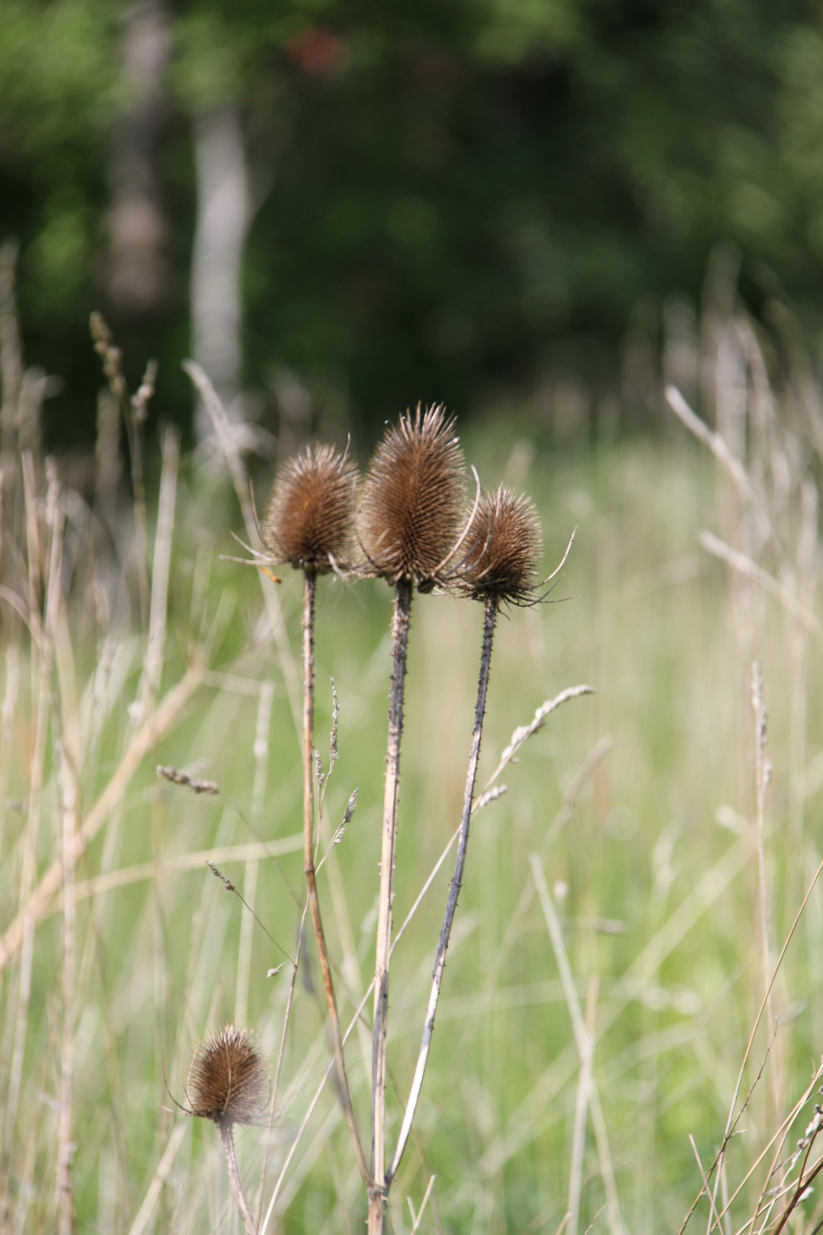 Příroda, tráva, pole, pampeliška, květ, lučina, rostlina, flóra, les, Trelleborg, Skog, tři, bodlák, trojky, louka, alb ck, fauna, divoká rostlina, prérie, půda, botanika, suchozemská rostlina, kvetoucí rostlina, zblízka, makro fotografie, trny trny a trny, tráva rodina, závod stonek, daisy rodina