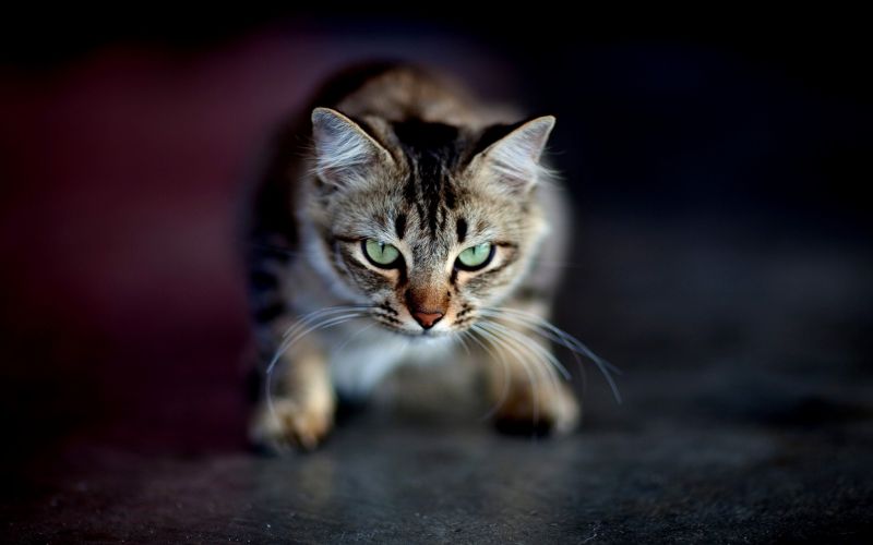 2560x1600 px, hewan, kucing, mata, hijau 2560x1600 px, hewan, kucing, mata, hijau