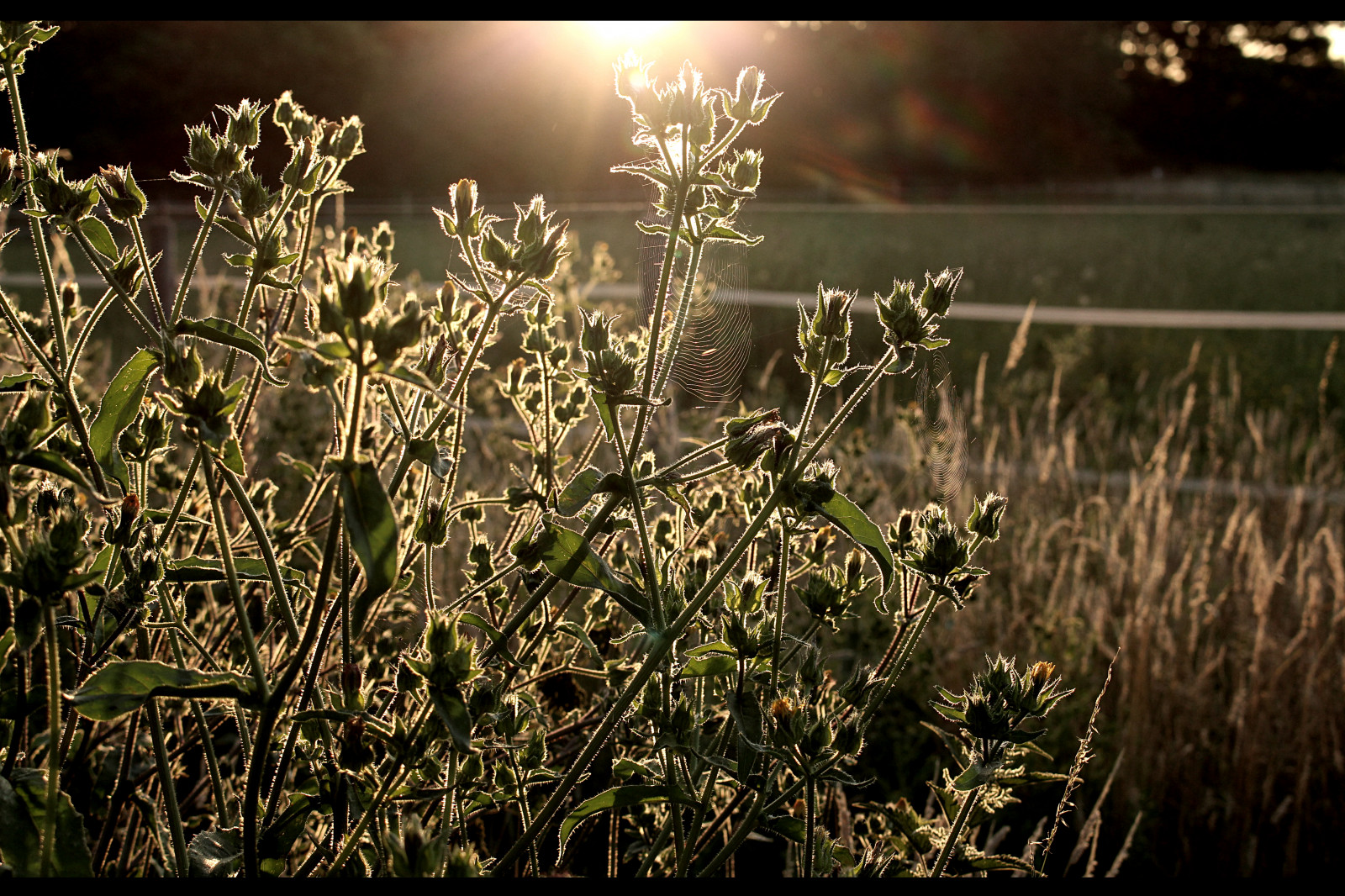 vegetace, rostlina, flóra, tráva, ráno, slunečnímu záření, tráva rodina, větev, strom, jaro, závod stonek, počítač tapeta