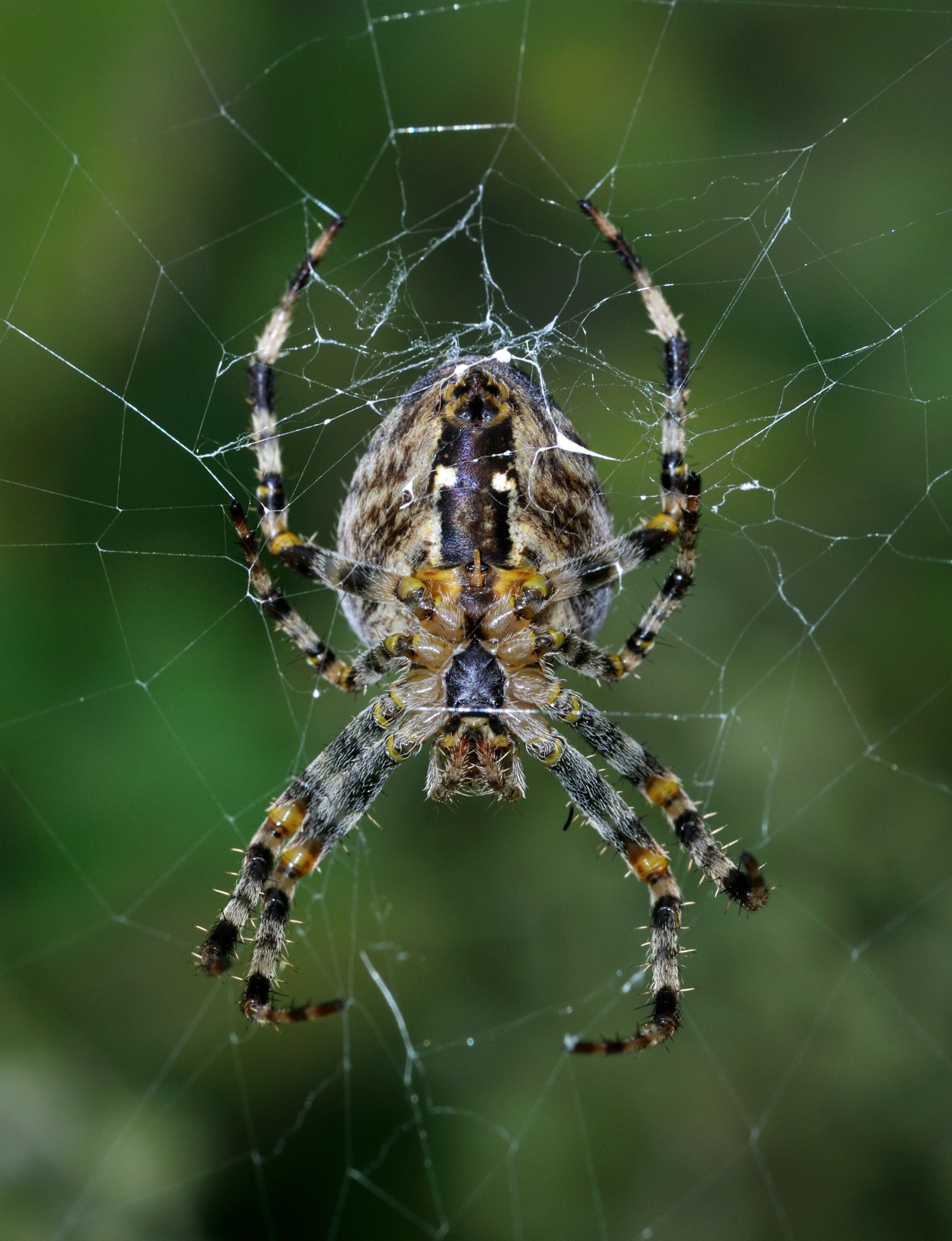 zvěř, pavouk, pavoukovec, materiál, fauna, zblízka, makro fotografie, bezobratlý, členovců, pavoučí síť, orb weaver pavouk, araneus, Evropská zahradní pavouk, 2248x2932 px, Křižák, žlutá zahradní pavouk