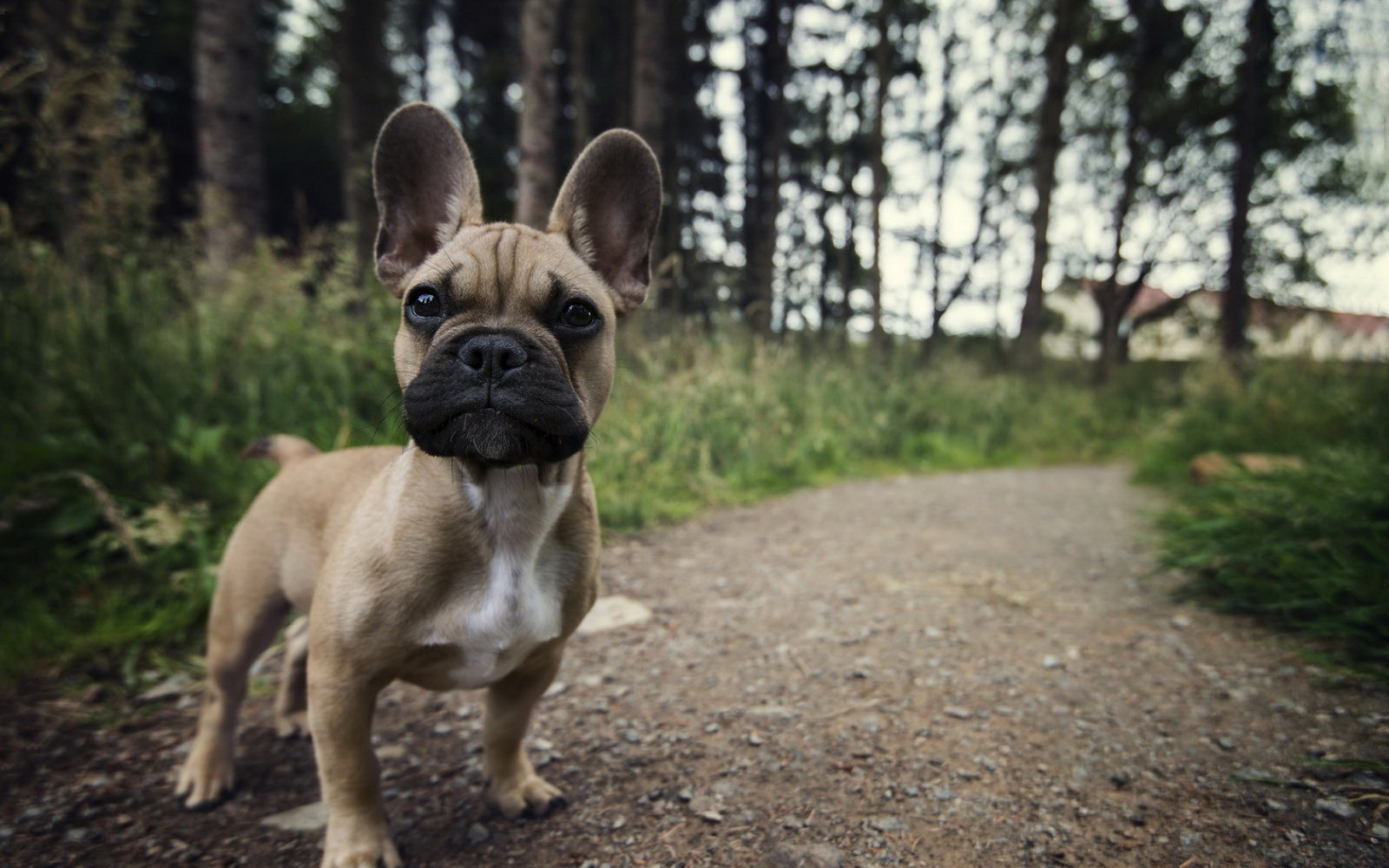 zvěř, Příroda, tráva, Pes, Prašná silnice, štěňata, cesta, buldok, Francouzský buldoček, dobrodružství, savec, 1680x1050 px, čenich, pes jako savec, psí plemeno skupina, carnivoran, psí plemeno, starý anglický buldok, kolouch, Olde anglické Bulldogge, hračka buldok, non sporting group