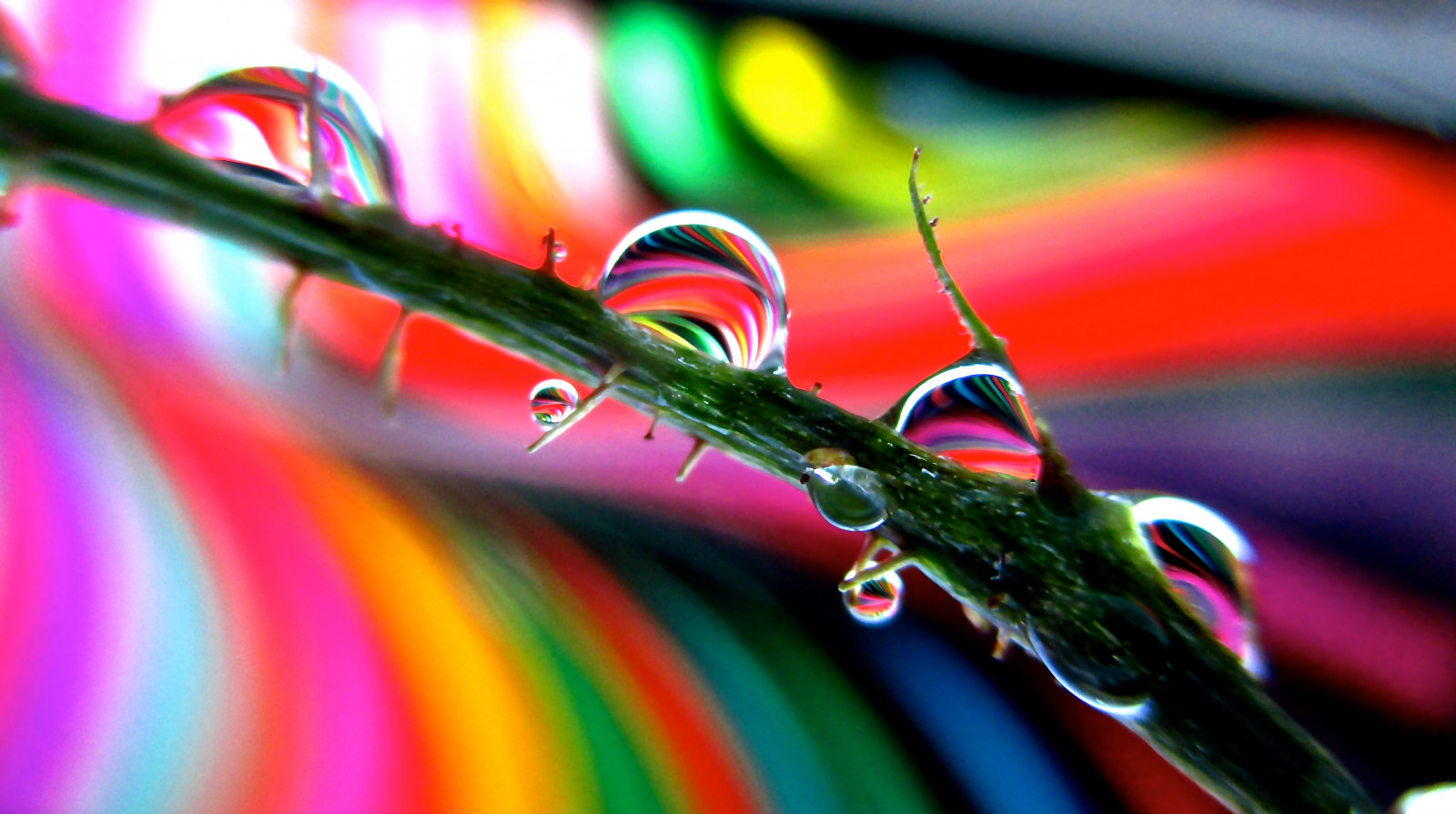 voda, makro, růže, papír, rosa, trní, roygbiv, list, zastavit, duha, pokles, kapky vody, zblízka, makro fotografie, závod stonek, vlhkost, refrakce, kaos2