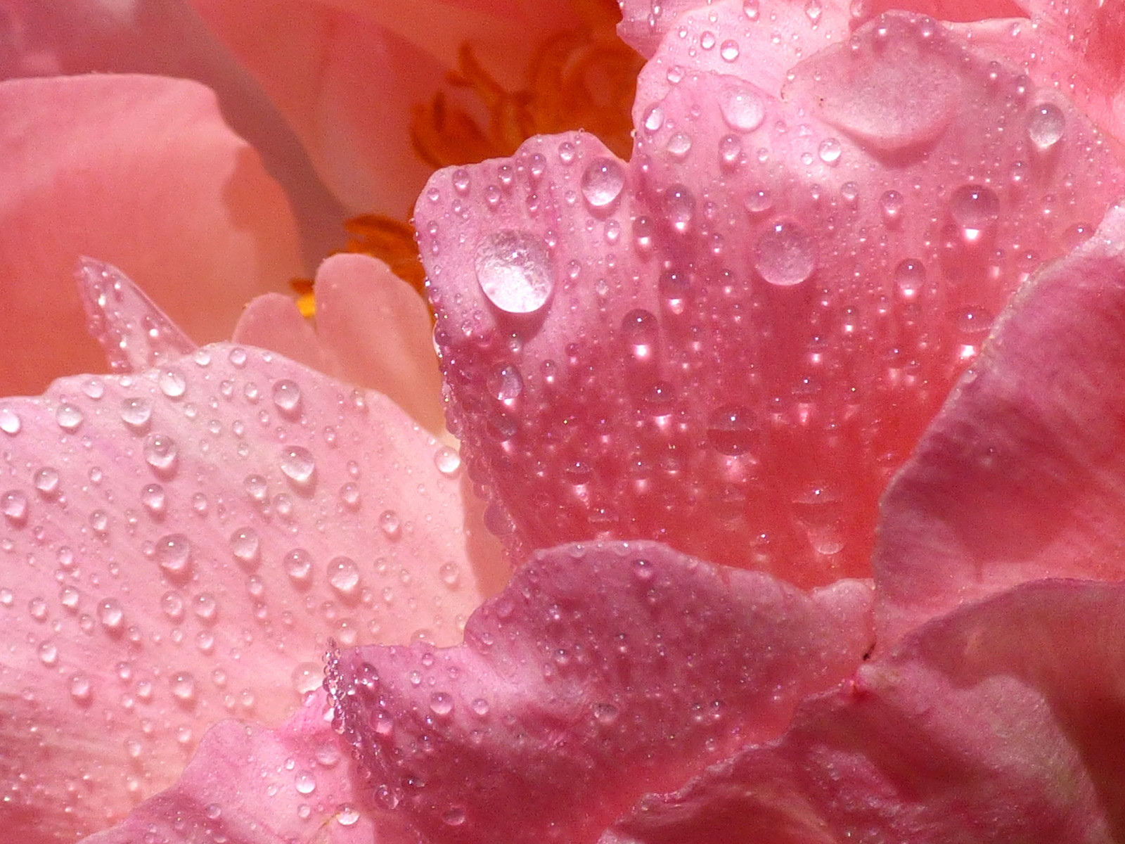 růžový, makro, kapky deště, pinkrain