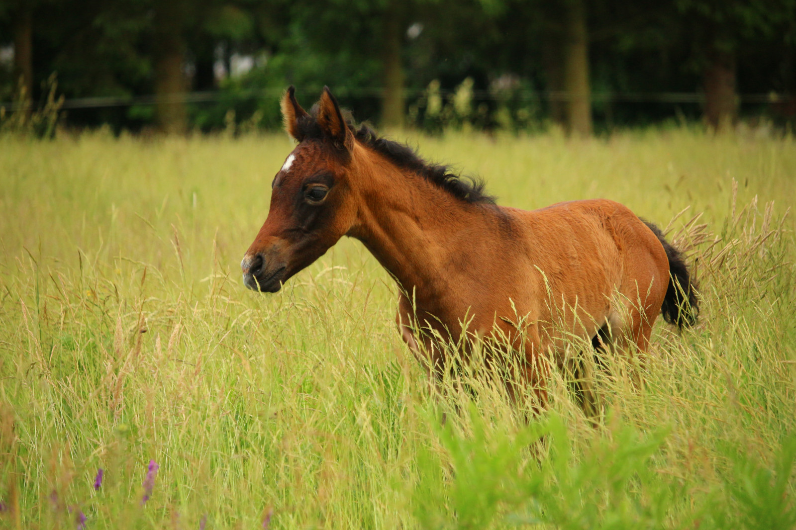 hest, græs, dyreliv, Hingst, græsarealer, græs, føl, eng, hoppe, fauna, pattedyr, prærie, hvirveldyr, manke, hest som pattedyr, hingst, mustang hest, græsning