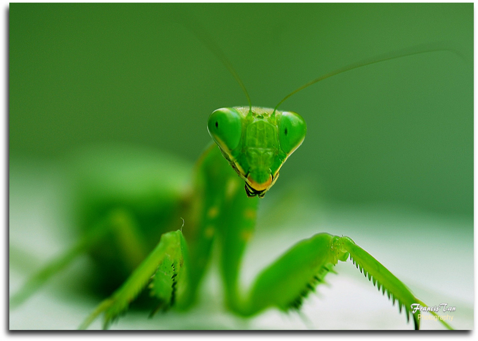 Wallpaper : Japan, closeup, mantis, insect, green, bug, Tokyo, biology ...