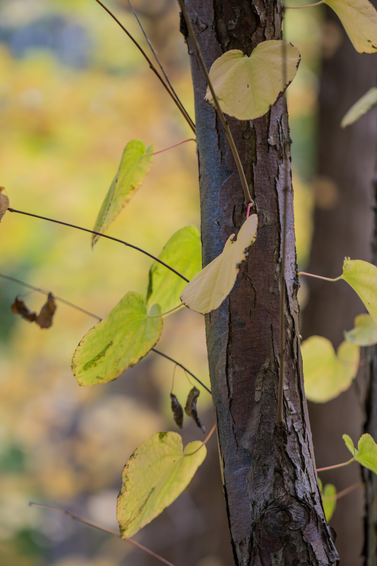 slunečnímu záření, zahrada, Příroda, park, větev, zelená, žlutý, bříza, strom, podzim, list, květ, rostlina, sezóna, flóra, h st, exif modelu canoneos760d, geocountry, Kamera aby kánon, geocity, Model fotoaparátu canoneos760d, geostate, geolocation, exif aby kánon, exif isospeed 200, exif focallength 100mm, EXIF ef100mmf28lmacroisusm čočka, Alnarp, EXIF otvor 28, fauna, větvička, botanika, suchozemská rostlina, kvetoucí rostlina, dřevina, zblízka, kufr, závod stonek, opadavý