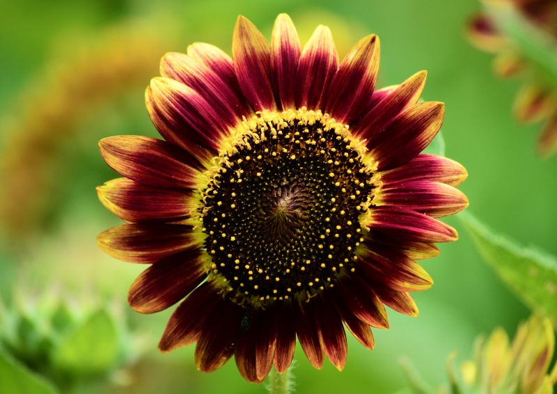 žlutý, květ, zahrada, Příroda, fotografování, letní žlutý, květ, zahrada, Příroda, fotografování, letní