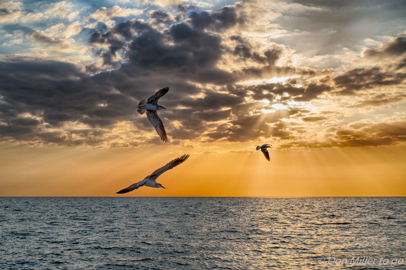 slunečnímu záření, ptactvo, západ slunce, moře, Příroda, pobřeží, písek, nebe, venku, mraky, pláž, svítání, ráno, pobřeží, slunce, vítr, horizont, soumrak, Florida, mrak, svítání, oceán, sunsetmadness, západy slunce, zlatá hodina, caspersenbeach, mořské scenérie, sunsetsniper, BIF, D5500, Beachlife, vlna