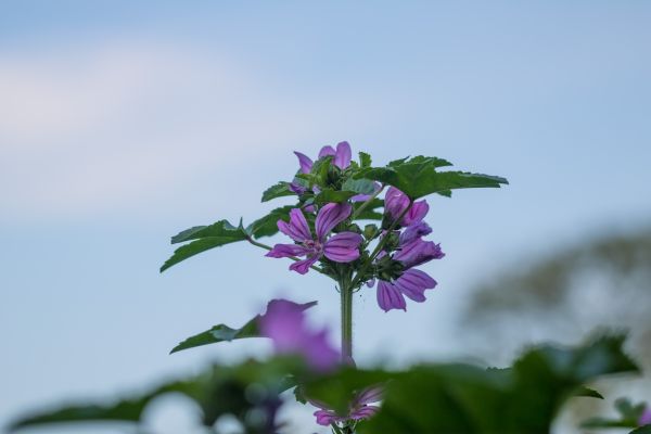 nature,blossom,flower,plant,green,leaf