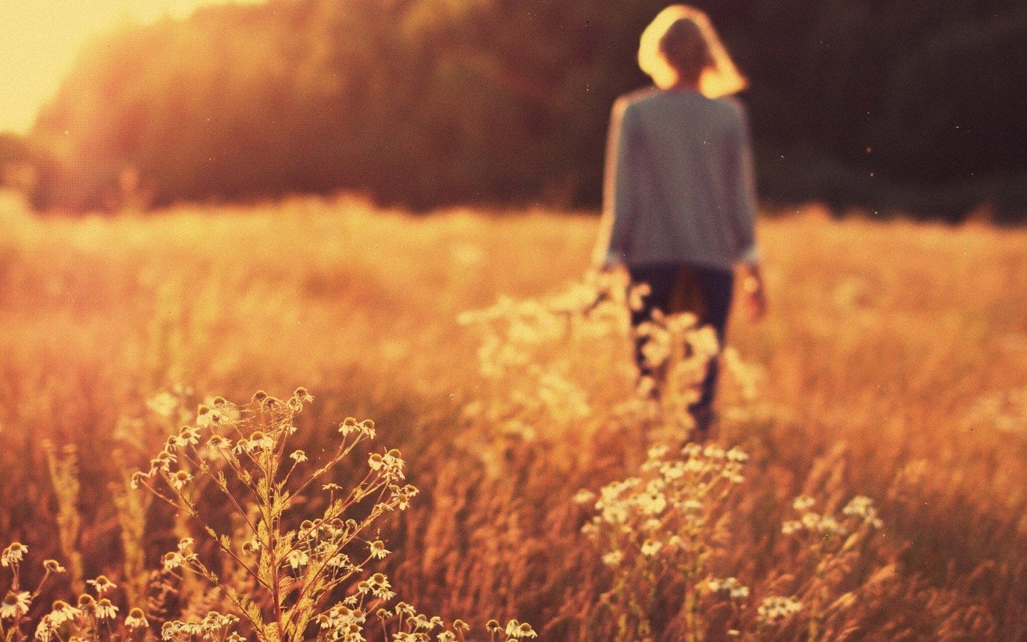 światło słoneczne, jedzenie, Kobiet na zewnątrz, kobiety, głębia pola, zachód słońca, Natura, trawa, Rośliny, pole, wieczór, ranek, jesień, liść, kwiat, roślina, pora roku, rolnictwo, przyciąć, obszar wiejski, Trawa rodzina