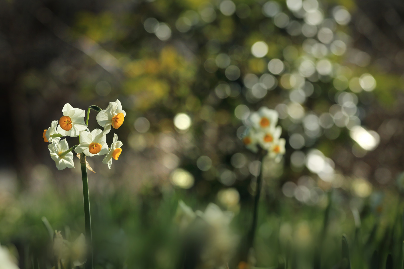 slunečnímu záření, Příroda, zima, větev, zelená, žlutý, květ, bokeh, 2015, list, květ, rostlina, narcis, flóra, narcis, louka, ngc, divoká rostlina, botanika, suchozemská rostlina, kvetoucí rostlina, zblízka, makro fotografie, závod stonek