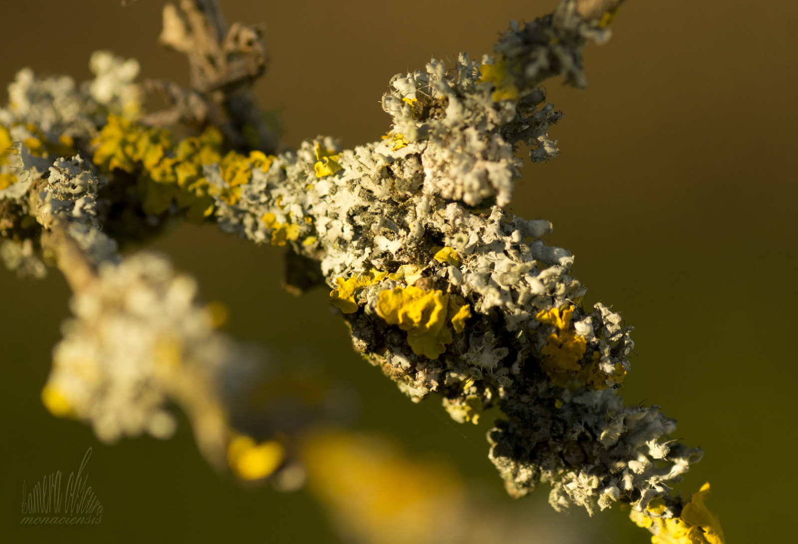 natur, vinter, afdeling, gul, fletninger, pollen, blomst, forår, træ, ast, Kvist, makrofotografering, lav, membran vingede insekt, bestøver, Zweig, flechten, plaider