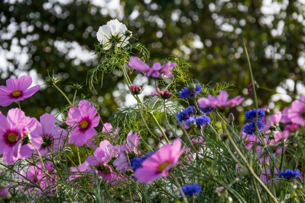 nature,field,flower,garden,blossom,plant