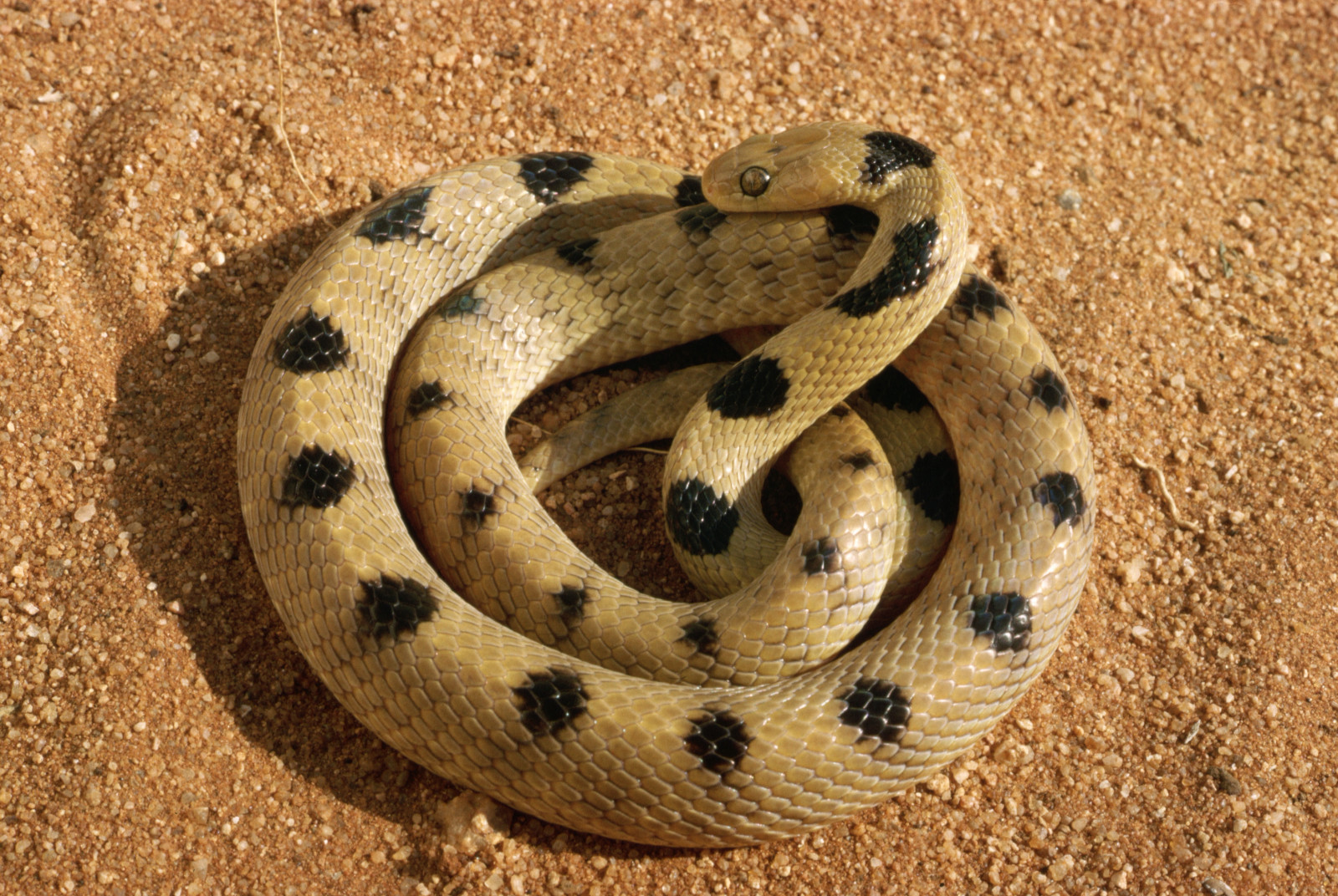 Wallpaper sand, gravel, VIPER, serpent, Boa constrictor, kingsnake
