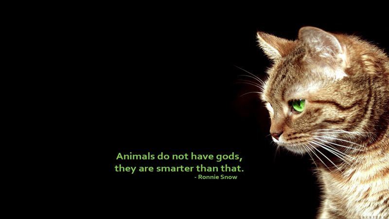 animali, citazioni, 1920x1080 px, sfondo, nero, gatti animali, citazioni, 1920x1080 px, sfondo, nero, gatti