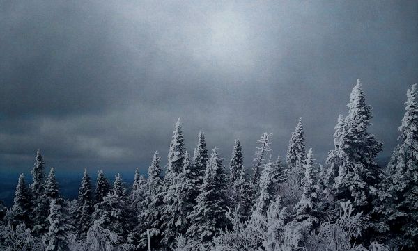 trees, forest, nature, snow, winter, sky
