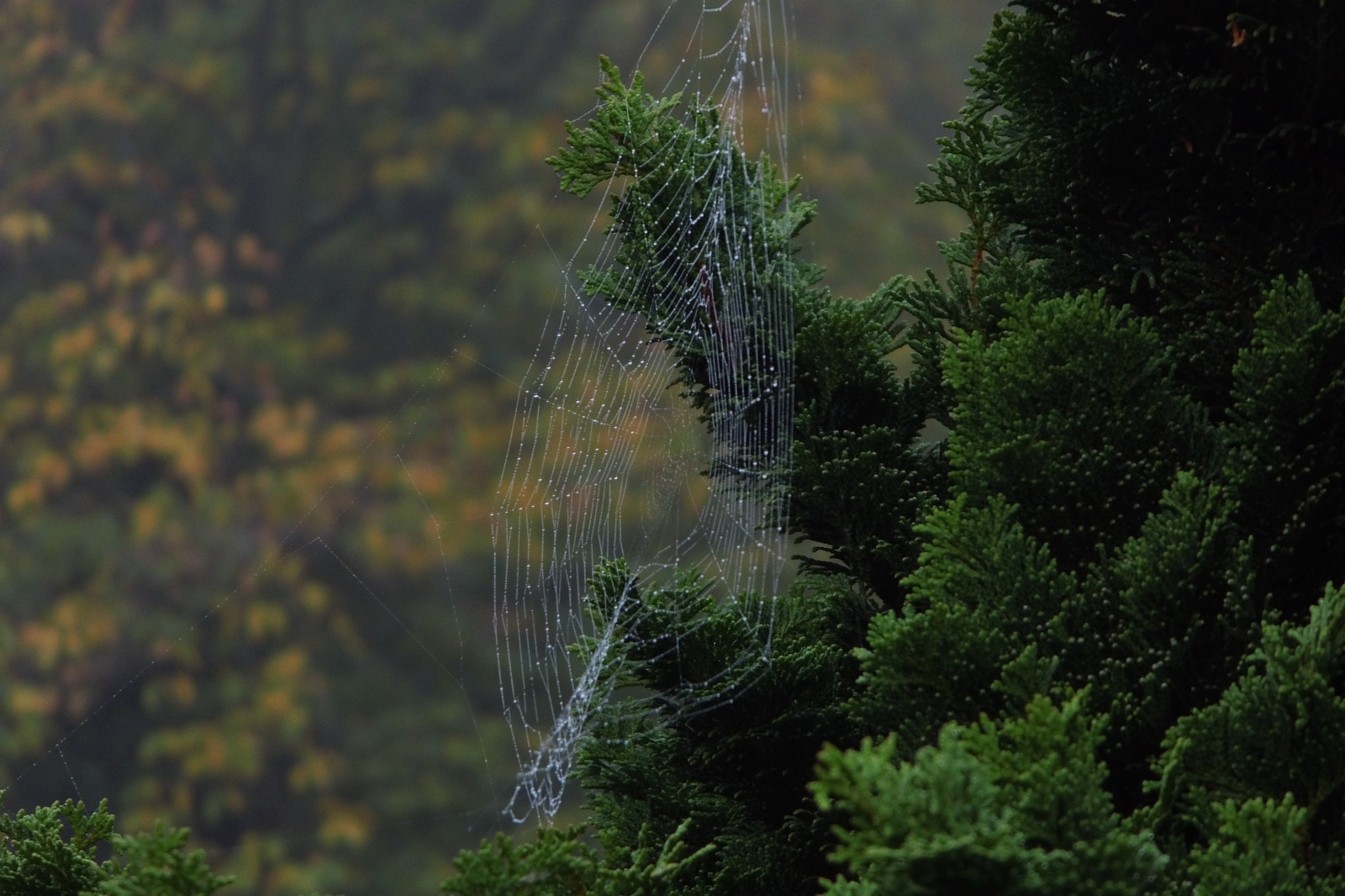 Příroda, vegetace, ekosystém, strom, list, les, pavoučí síť, tráva, ráno, větev, voda, biome, spruce fir forest, slunečnímu záření, mírné jehličnatý les, krajina, Evergreen, prales, Volně žijících živočichů, rostlina, nebe, deštný prales, zálesí, džungle, smíšený les, jehličnatý strom