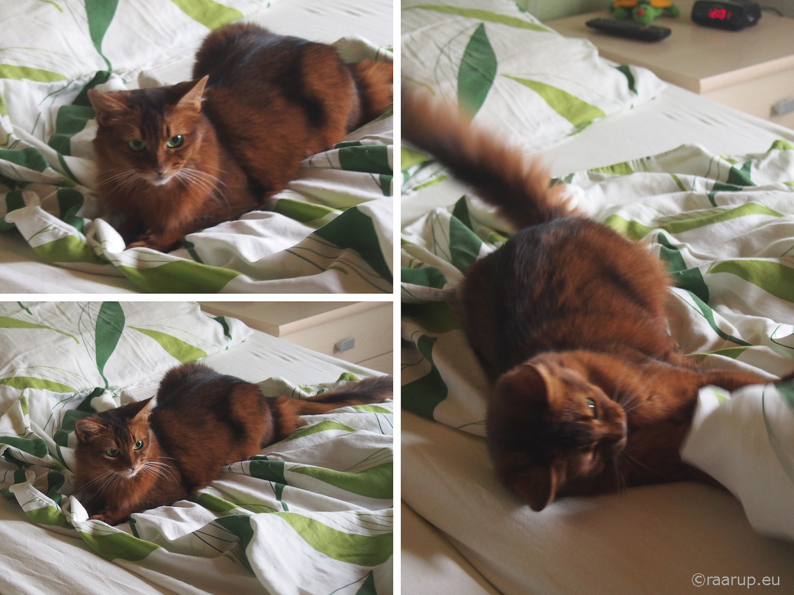 kočka, postel, Dánsko, domácí zvíře, hrát si, Olympus, změna, zvíře, kočky, krytý, omdem5, fauna, kočka jako savci, malé až středně velké kočky, prádlo, somálský, lůžkoviny, caithlin, dusharacathalcaithlin, somálská kočka, som