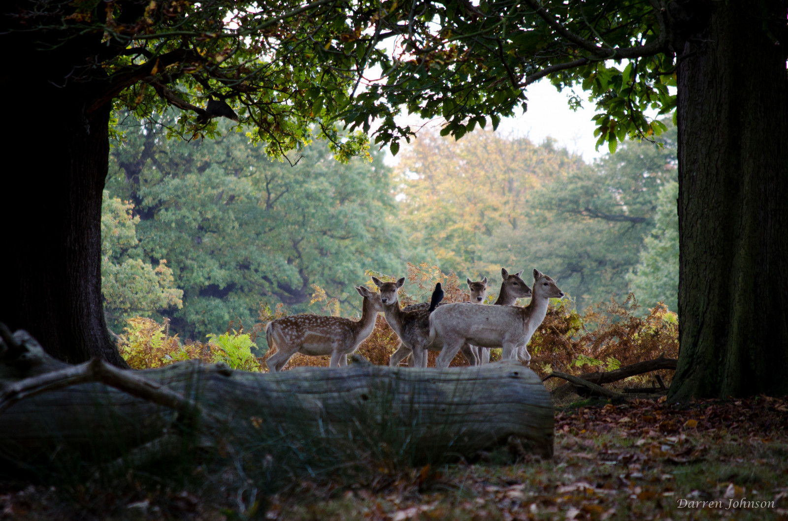 Volně žijících živočichů, savec, zálesí, ekosystém, přírodní rezervace, strom, fauna, les, list, národní park, rostlina, džungle, krajina, slunečnímu záření, tráva, prales, větev