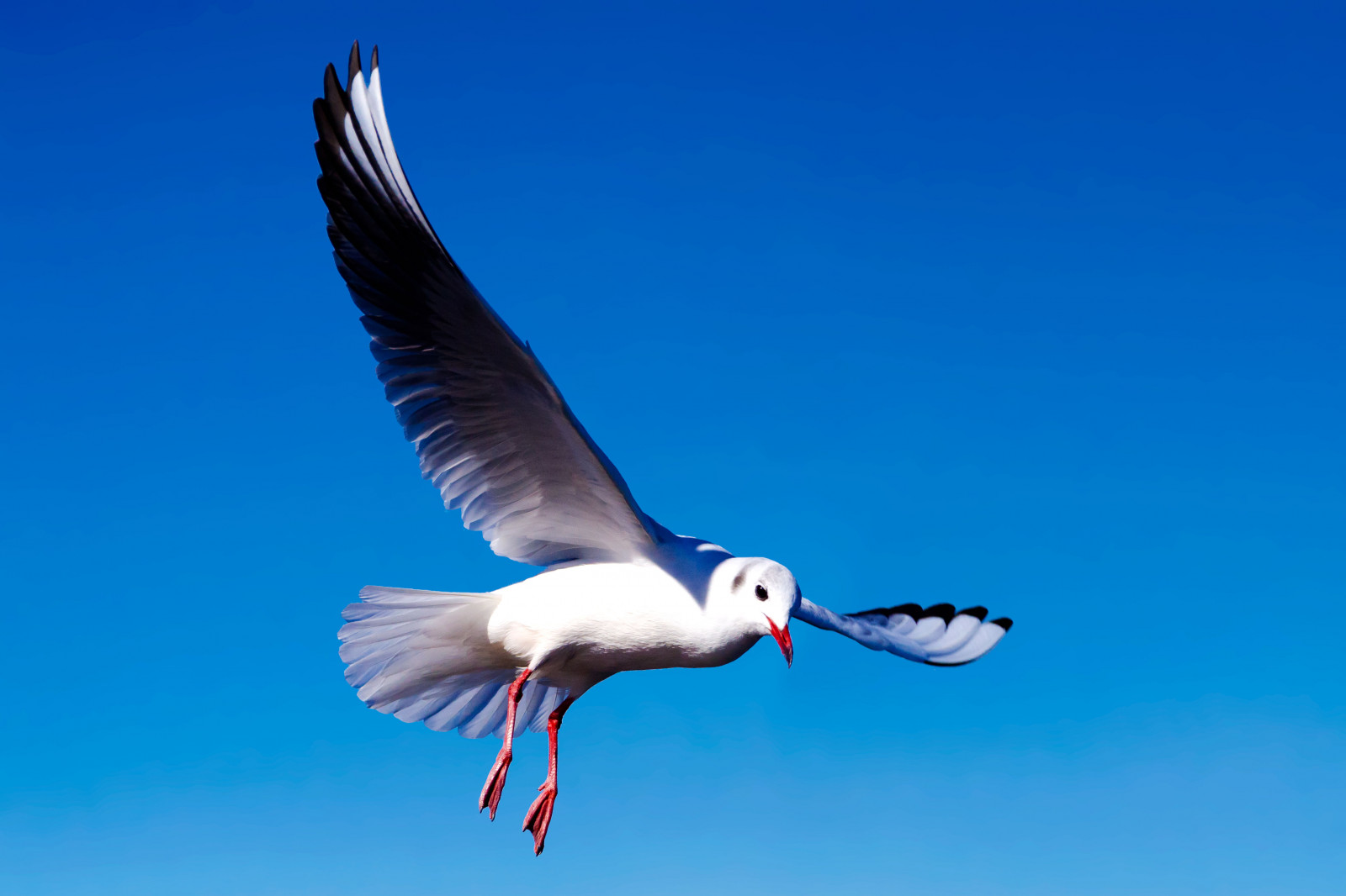 Japonsko, moře, město, ulice, stvoření, nebe, park, zima, modrý, Volně žijících živočichů, Nikon, Yokohama, zobák, Létat, Únor, Let, 2017, Tamron, zvíře, venkovní, pták, racek, D7000, Pírko, přístav, racek, mořský pták, křídlo, Kanagawa, fauna, vodní ptáci, 70300 mm, Charadriiformes, nikonclubit, shorebird, blackheadedgull, nakaward, ymashita cho, ymashitapark, yokohamaport, bikeh, sp70300mmf456divcusd, A005, modela005, racek stříbřitý