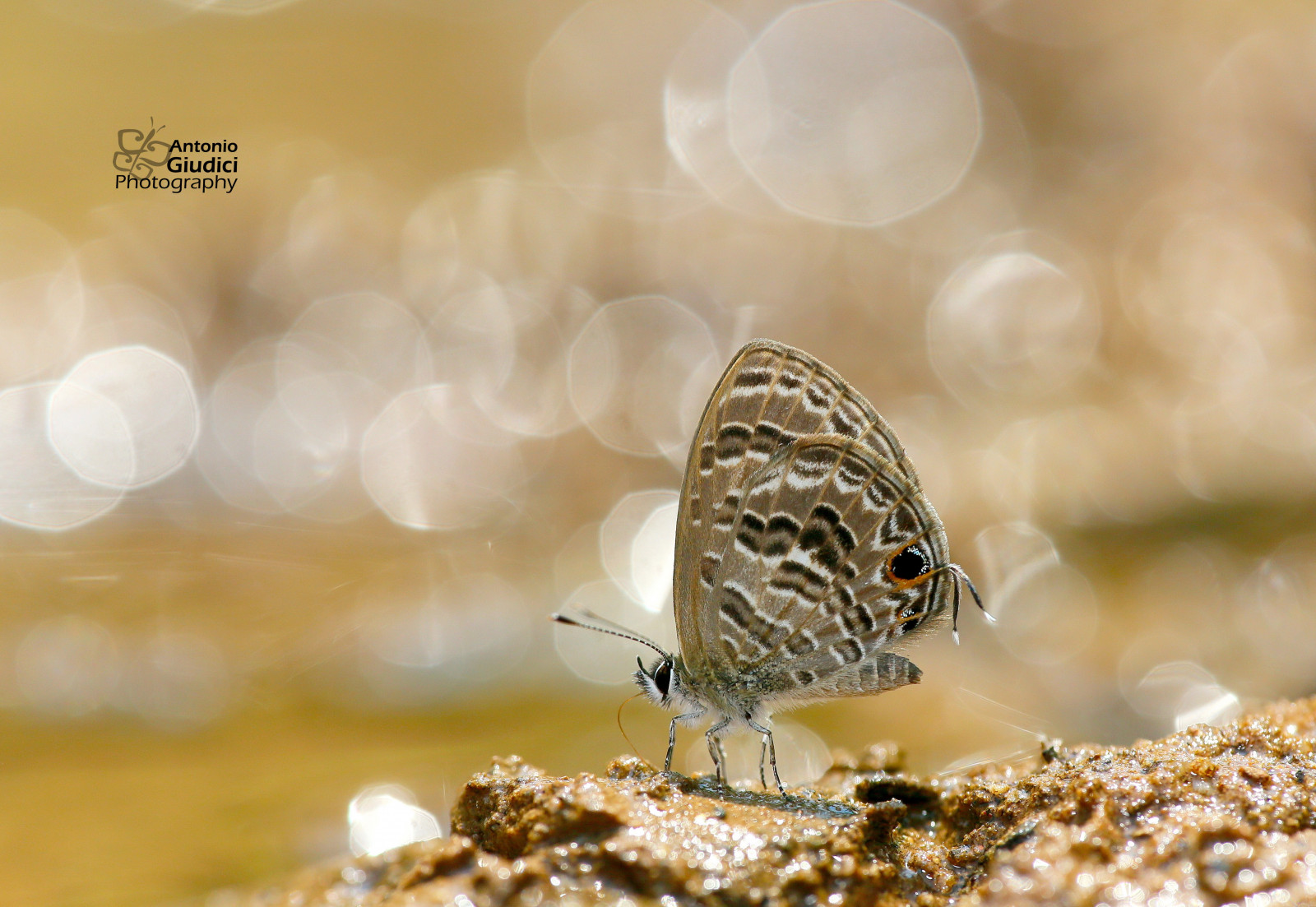 ประเทศไทย, ผีเสื้อ, ผีเสื้อกลางคืน, chiangdao, lycaenidae, polyommatinae, prosotasalutacoelestis, thebarredlineblue, antoniogiudicibutterflytrips, wwwantoniogiudicicom, wwwthaibutterfliescom