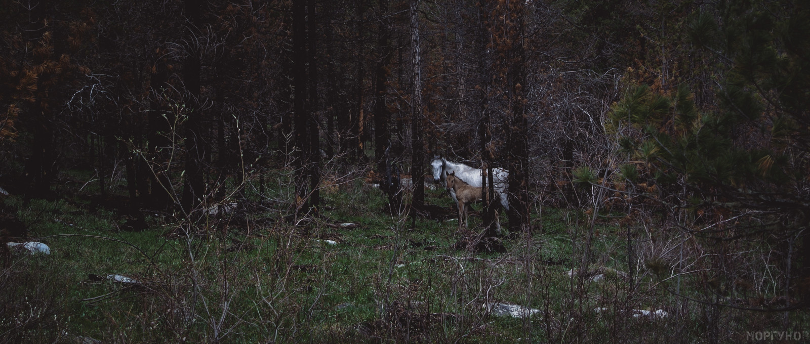 stromy, krajina, les, temný, kůň, tráva, Filmové, Volně žijících živočichů, strom, tma, hříbě, zálesí, ekosystém, biome, prales, křoviny, Altaj, 2351, Foresttundra, Ysterious