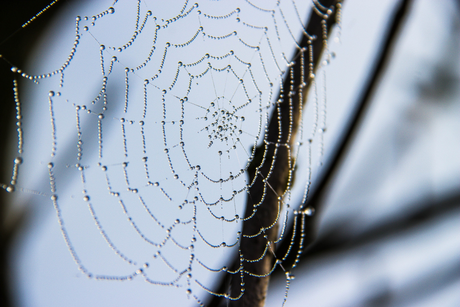 voda, nebe, větev, mlha, rosa, strom, web, pavoučí síť, kapky, dimma, spindeln t, Dagg, droppar, nat, větvička, zblízka, makro fotografie, vlhkost, pavoučí síť, stock photography