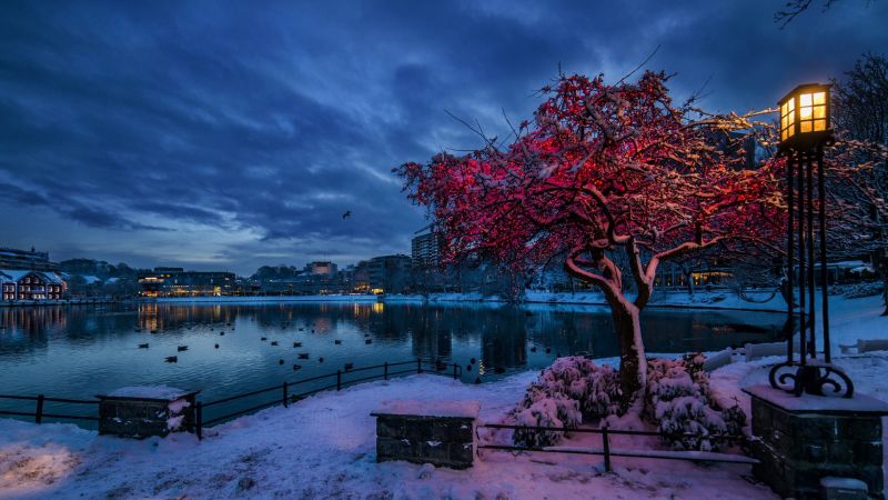 trees, lights, sunset, city, cityscape, birds trees, lights, sunset, city, cityscape, birds