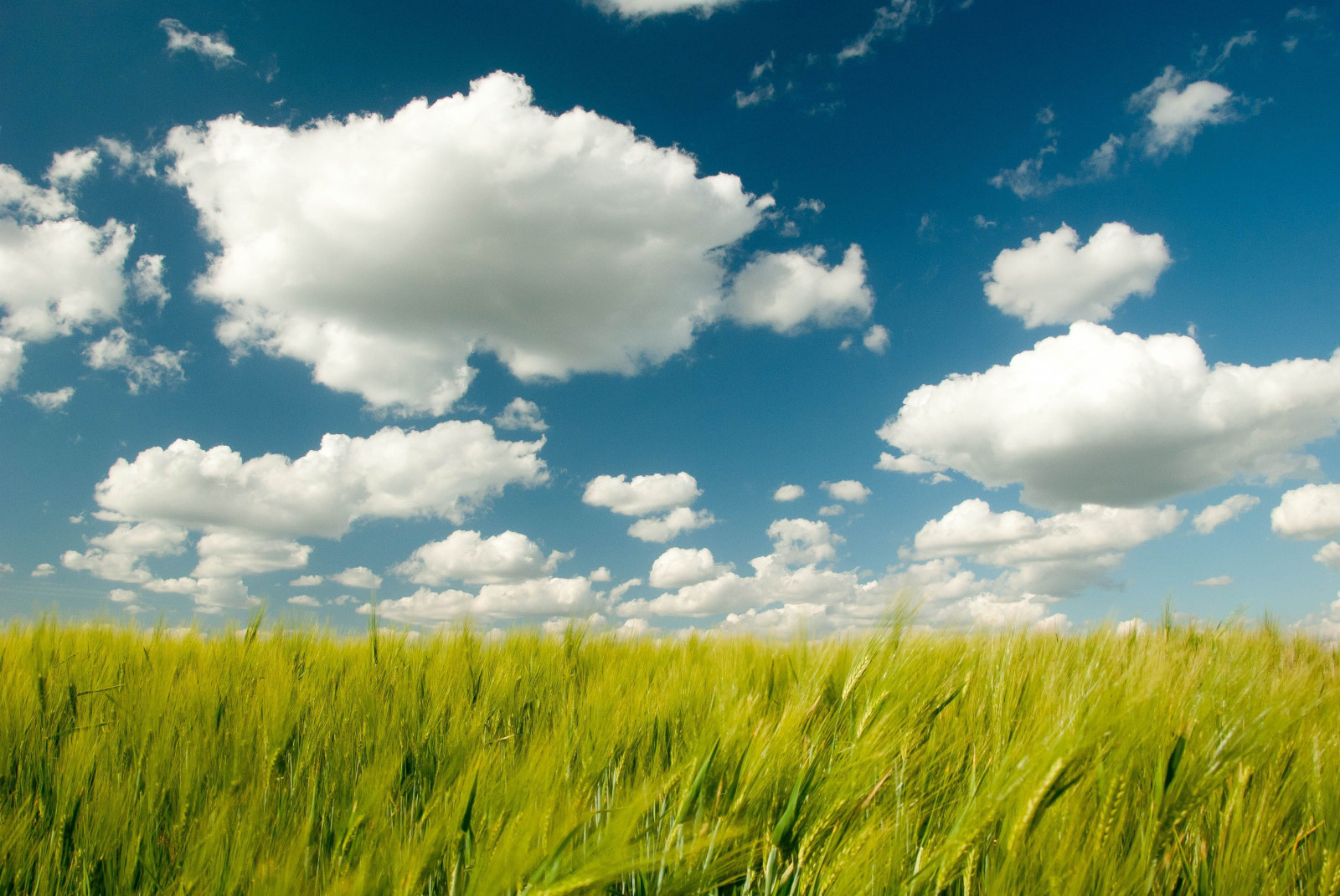 slnečnému žiareniu, krajina, jedlo, príroda, tráva, neba, lúka, fotografovanie, mraky, horizont, step, repkového, mrak, kvetina, lučina, rastlina, pasienok, poľnohospodárstvo, lúka, prostý, prérie, plodina, vidiek, suchozemská rastlina, kvitnúca rastlina, ekosystém, tráva rodina, meteorologický jav, brassica, kupa