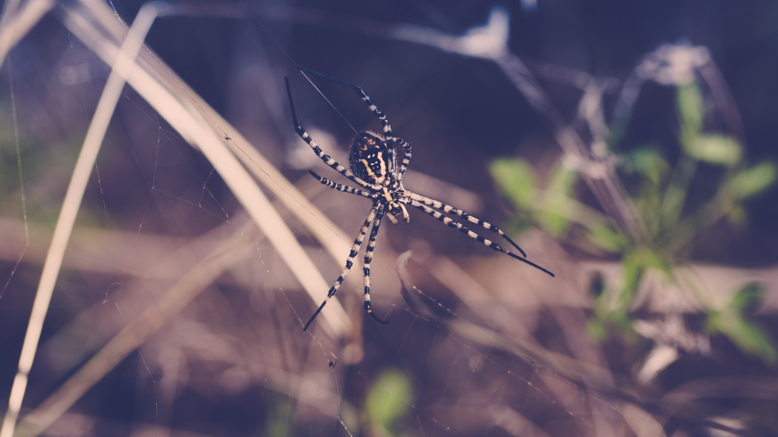 slunečnímu záření, zvěř, voda, Příroda, tráva, fotografování, větev, hmyz, zelená, pavouk, list, květ, fauna, zblízka, makro fotografie, bezobratlý