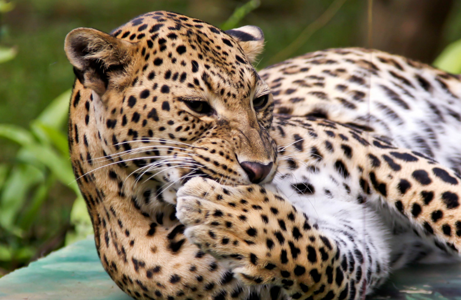 kočky, Příroda, Krásná, zvíře, Kánon, eos, zoologická zahrada, Kočkovitý, Volně žijících živočichů, zelený mír, kníry, leopard, velká kočka, Malajsie, Kuala Lumpur, panter, bigcats, Negara, llens, 24105 mm, 50d