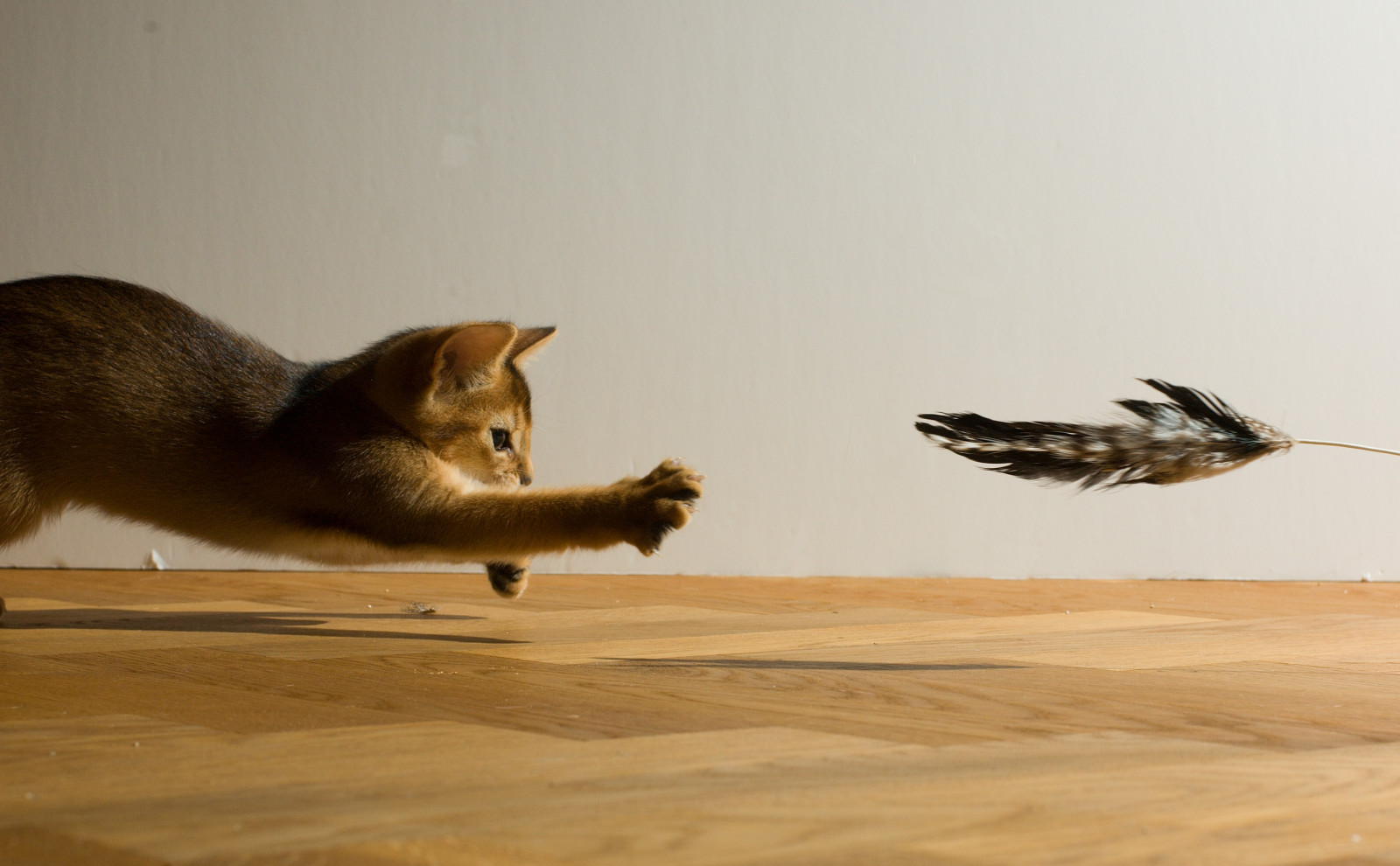 Wallpaper cats, cat, kitten, play, action, Flash, feathers, feather