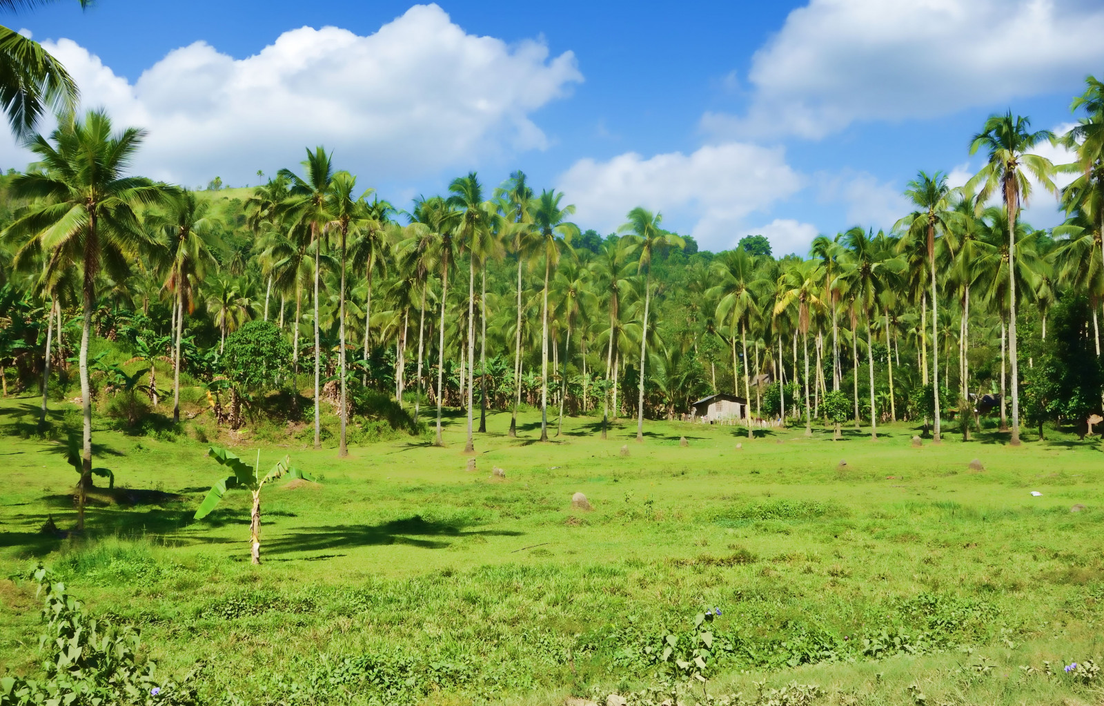 stromy, krajina, les, tráva, nebe, pole, mraky, zelená, hospodařit, tropický, Filipíny, džungle, mount scenérie, deštný prales, přírodní rezervace, polního, strom, lučina, dlaň, zemědělství, palmy, pastvina, vegetace, zemědělství, louka, tropy, plantáž, malířské, prérie, oříznutí, dlaněmi, ekosystém, biome, arecales, prales, savana, pozemek pozemek, křoviny, modrá obloha, Mindanao, neloupané pole, palma, Elaeis, Tuod, plant community, tropical and subtropical coniferous forests, attalea speciosa