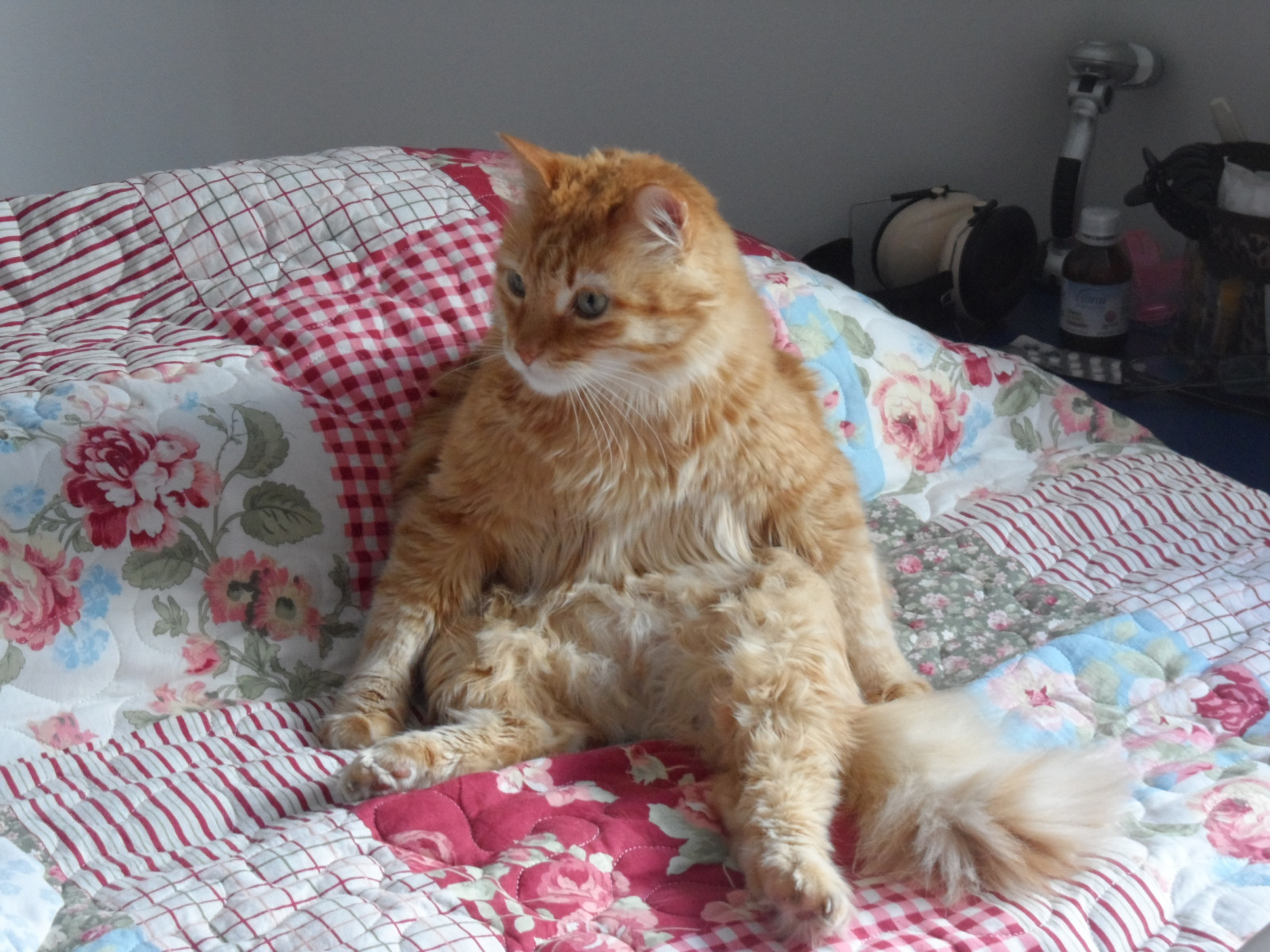 Brazílie, domácí zvíře, minasgerais, Brasil, kočka, Sony, gatos, MG, gato, Belo Horizonte, feliz, alfa, roztomilá kočka, Lindos, gatinho, bh, Fofinho, Gatinhos, Machado, Alexsandra, Fofos, Gatodom stico, sonyalpha, sonyalphadslr, Samsungmv800, alexsandramachado