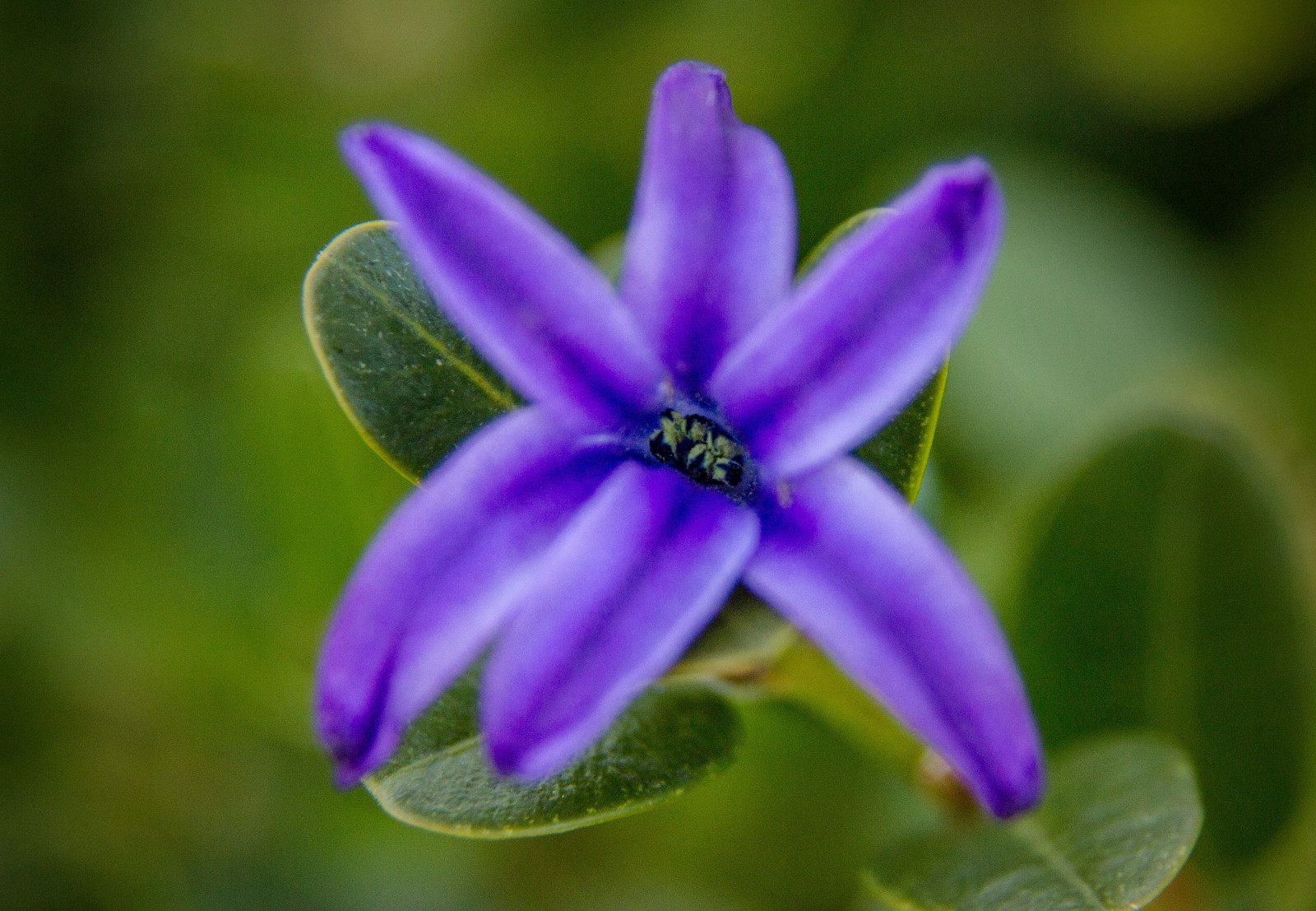 Wallpaper flowers, flower, macro, spring, close, purple, Michigan