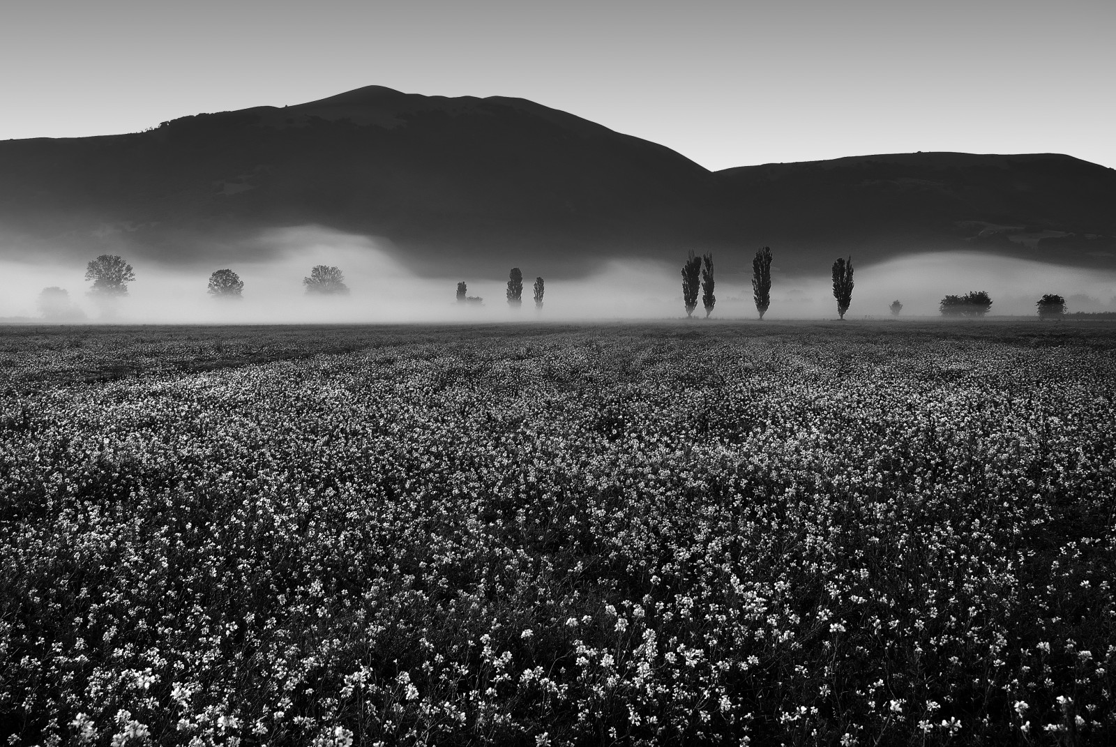Fondos De Pantalla Bw Naturaleza Paisaje Campo Blanco Negro Natura Rana Campagna 