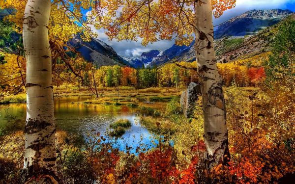 Bäume,Landschaft,Wald,fallen,Berge,Natur